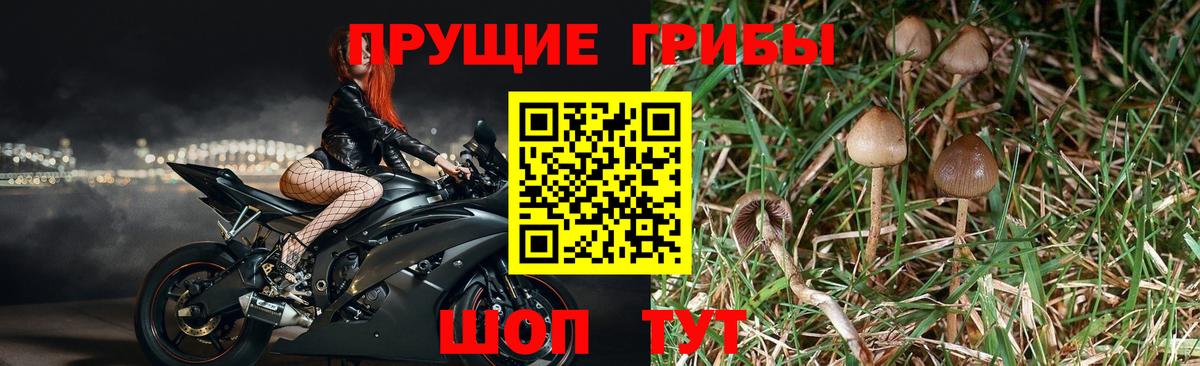 Галлюциногенные грибы MAGIC MUSHROOMS Междуреченск